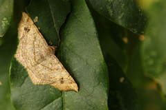 Macaria aemulataria