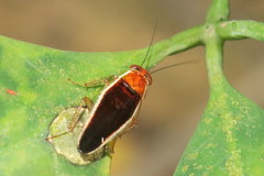 Pseudophyllodromia laticeps