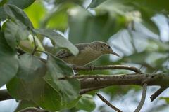 Campylorhynchus turdinus