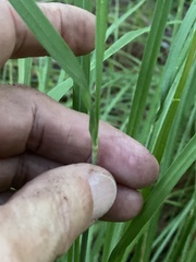 Sorghastrum secundum