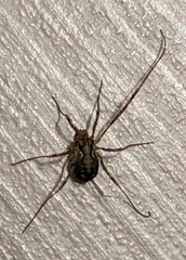 Oligolophinae