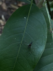 Lyssomanes temperatus