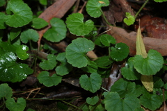 Viola perreniformis