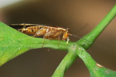 Pseudophyllodromia laticeps