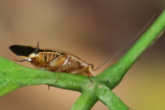 Pseudophyllodromia laticeps