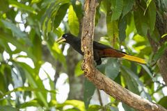 Psarocolius decumanus