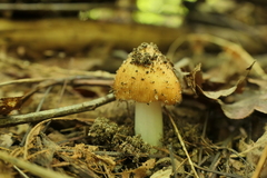 Pseudosperma sororium