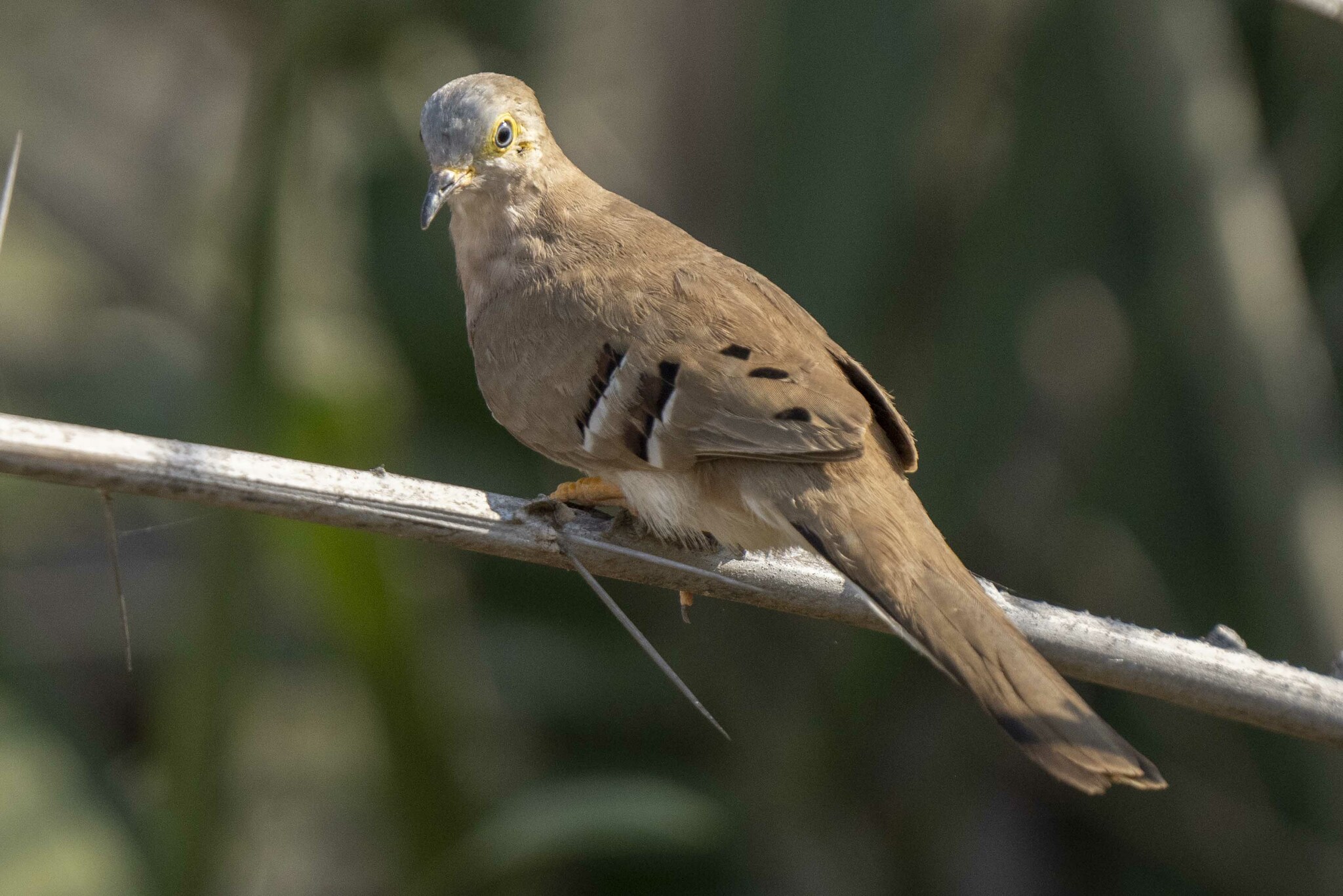 Long-tailed Ground Dove illustration