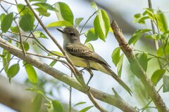 Myiarchus