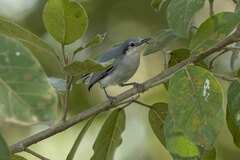 Polioptila dumicola