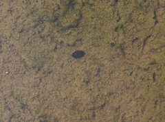 Leconectes striatellus