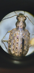 Opisthius richardsoni