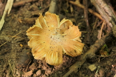 Pseudosperma sororium