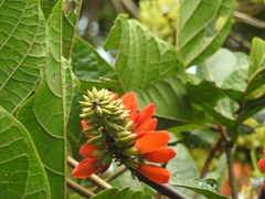 Erythrina edulis