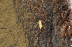 Corixidae