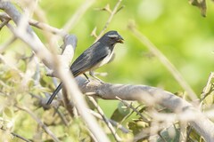 Saltator coerulescens