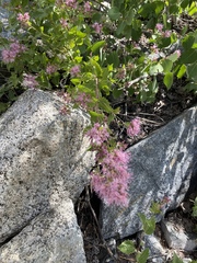 Ageratina occidentalis