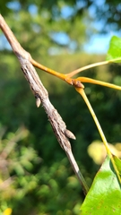 Lasioptera querciperda