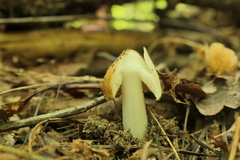 Pseudosperma sororium