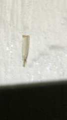 Agriphila straminella