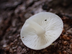 Lactocollybia