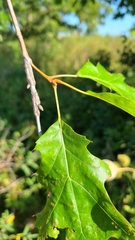 Lasioptera querciperda
