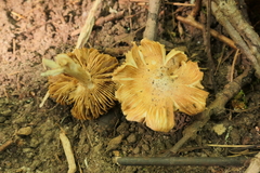 Pseudosperma sororium