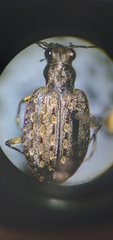 Opisthius richardsoni