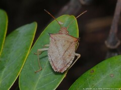 Euschistus variolarius