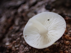 Lactocollybia