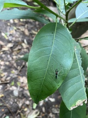 Lyssomanes temperatus
