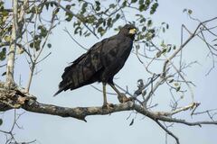 Buteogallus urubitinga