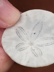 Dendraster excentricus