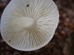 Lactocollybia