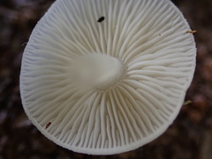 Lactocollybia