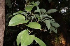 Smilax herbacea
