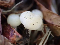 Lactocollybia