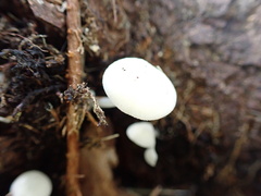 Lactocollybia