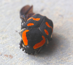 Clinteria klugi