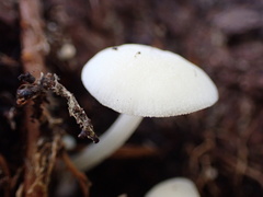 Lactocollybia