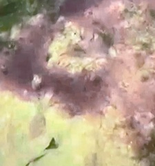 Euglena