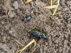 Catadromus lacordairei