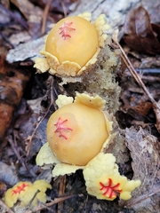 Calostoma lutescens