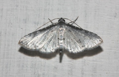 Epaena
