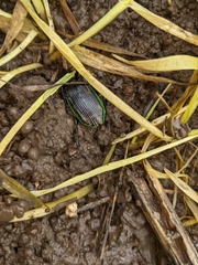 Catadromus lacordairei