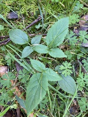 Sambucus gaudichaudiana