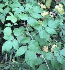 Rubus