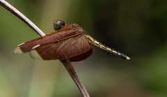 Neurothemis