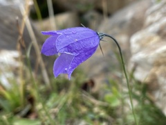 Campanula scheuchzeri