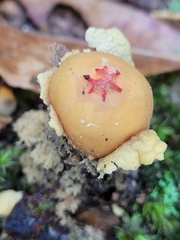 Calostoma lutescens